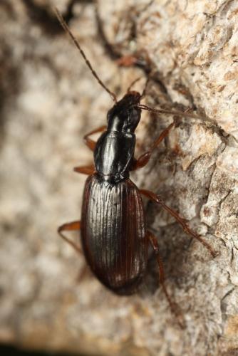 Réf. 196 775 : Agonum piceum